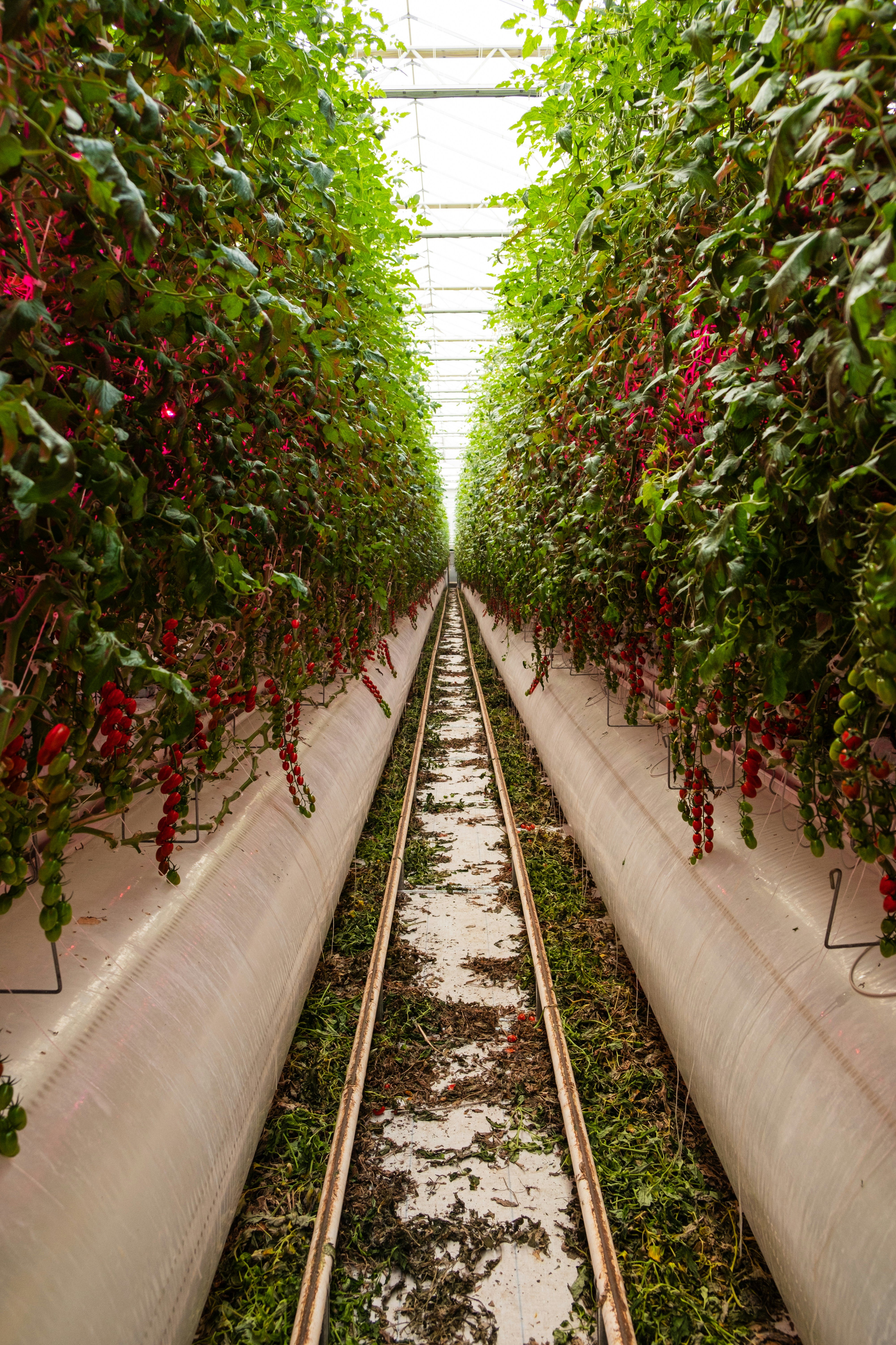 CBMC in Sustainable Agriculture and Food Systems
